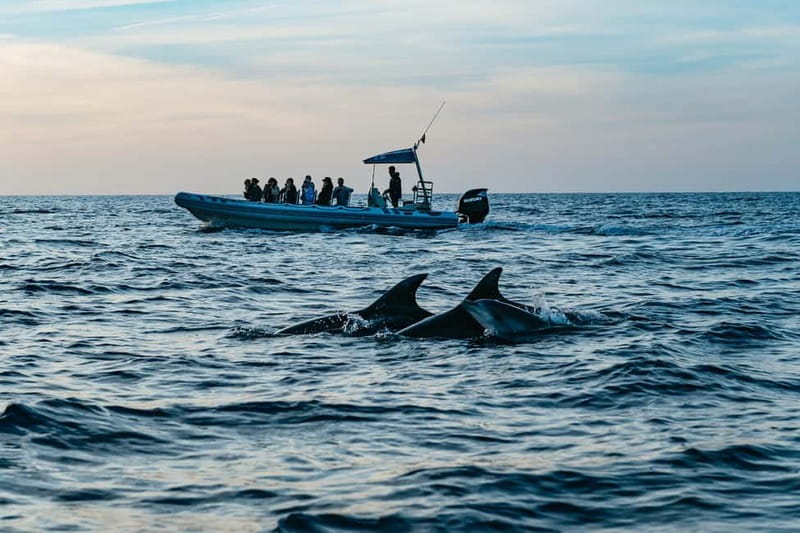 Alcudia or Can Picafort: Dolphin-Watching Cruise - What the three-hour cruise is really like