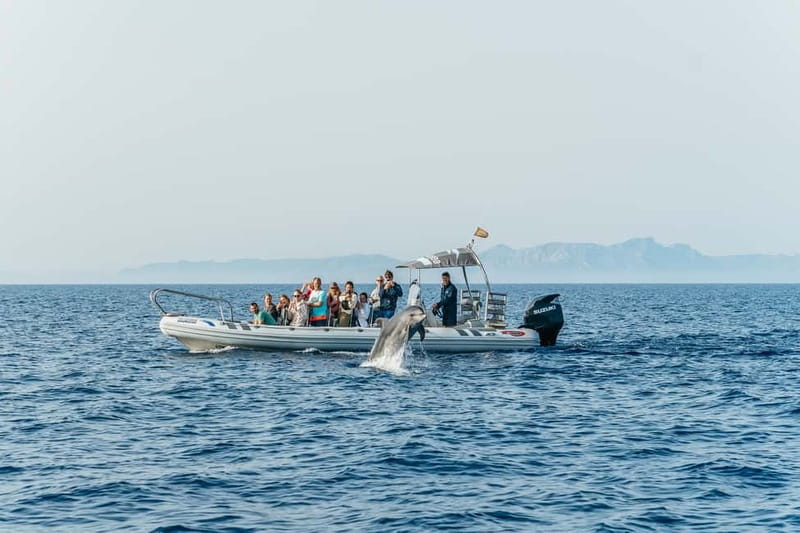 Alcudia or Can Picafort: Dolphin-Watching Cruise - Es Coll Baix: beautiful, secluded, and brief