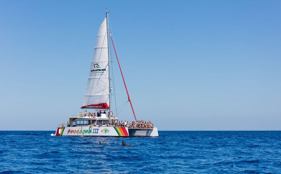 Alcudia: Sunset Catamaran Tour with Dinner and Snorkeling - Key points at a glance