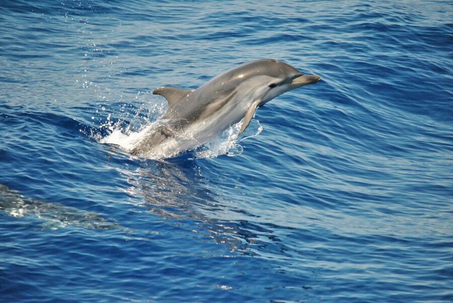 Aquarium of Genoa Ticket and Whale Watching Cruise - What the Pelagos Sanctuary cruise is really like