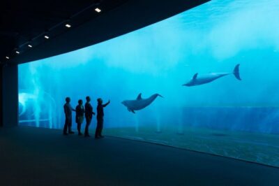 Aquarium of Genoa Ticket and Whale Watching Cruise