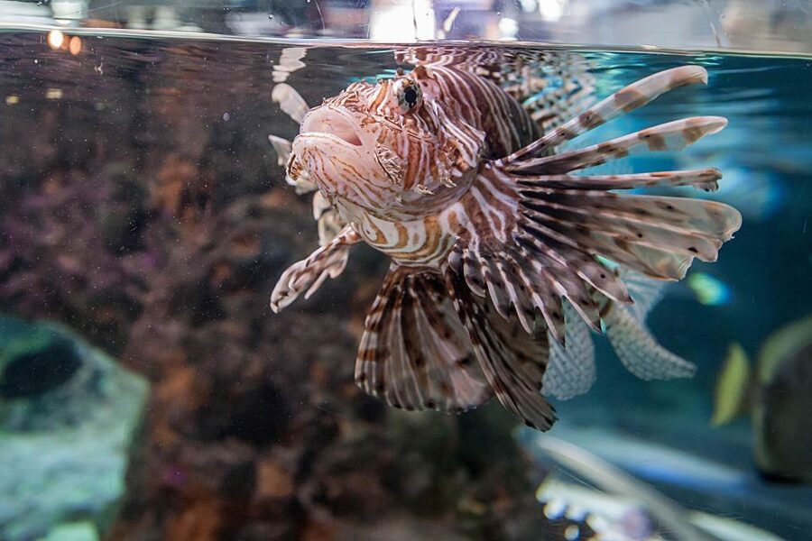 Aquarium of Genoa Ticket and Whale Watching Cruise - A practical plan for a smoother visit