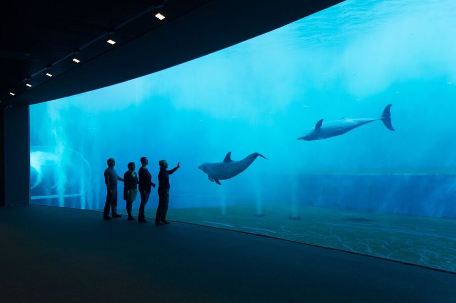 Aquarium of Genoa Ticket and Whale Watching Cruise - Leaving from the pier beside the aquarium