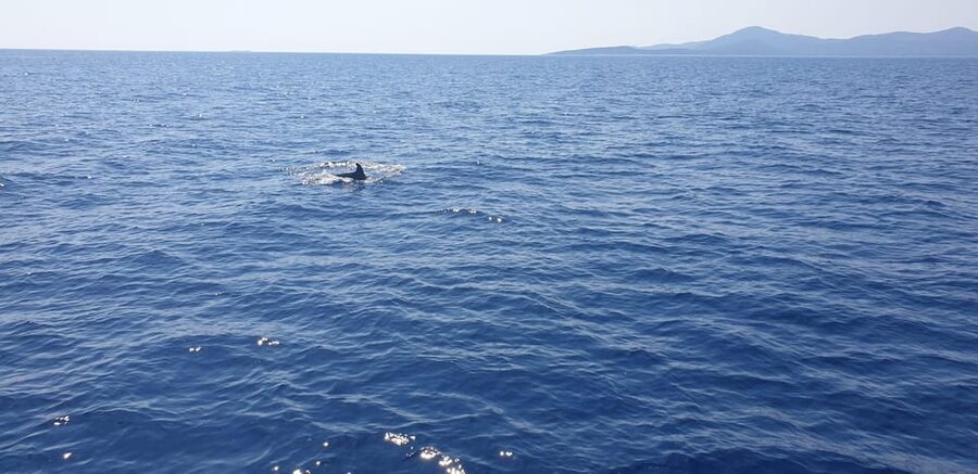 Athens: Riviera Catamaran Tour with Fresh Meal and Drinks - Who should book this Riviera cruise