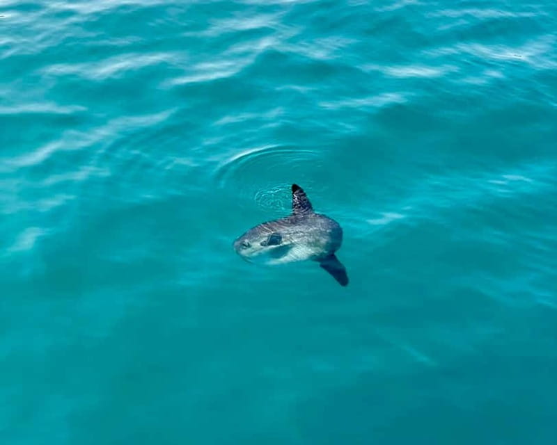 Benalmádena Boat Tour with Snorkeling, Water Slide and Lunch - Key points at a glance