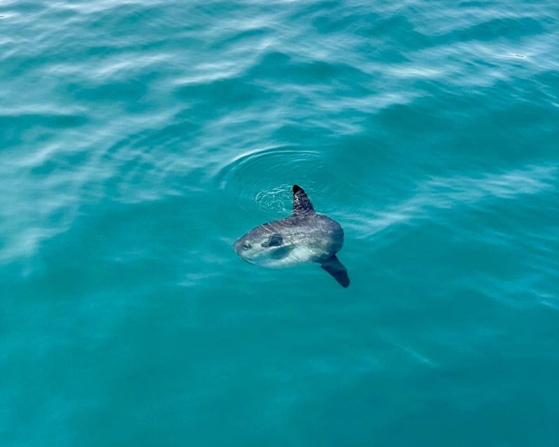 Benalmádena Boat Tour with Snorkeling, Water Slide and Lunch - Is $105 a fair price?