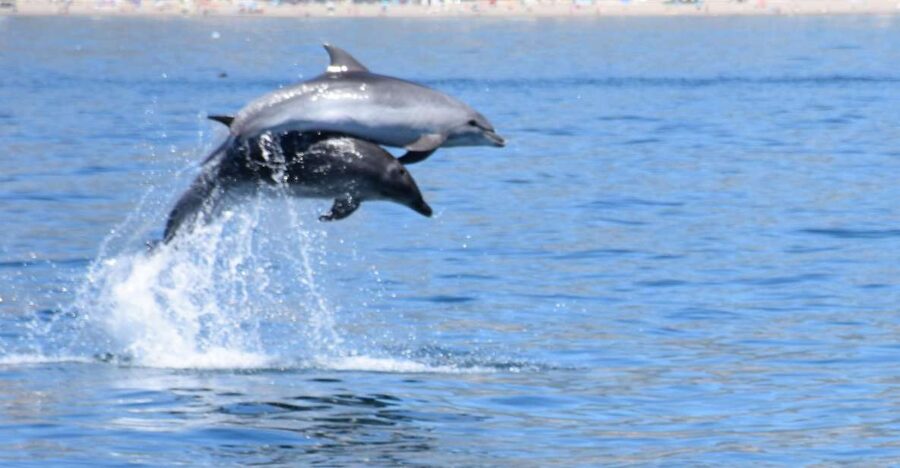 Benalmadena: Dolphin Watching Boat Tour - Key points to know before you go