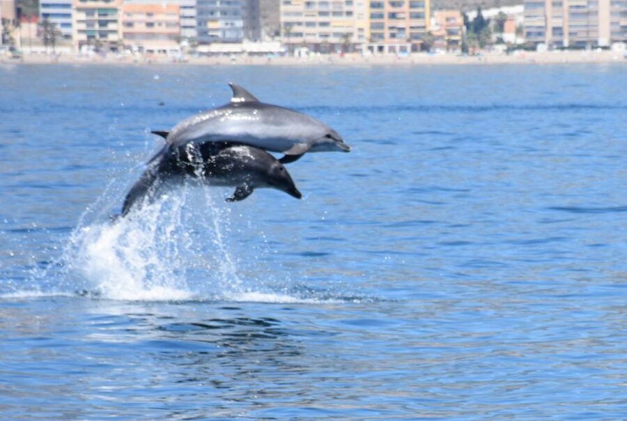 Benalmadena: Dolphin Watching Boat Tour - Finding the boat at Benalmádena Marina