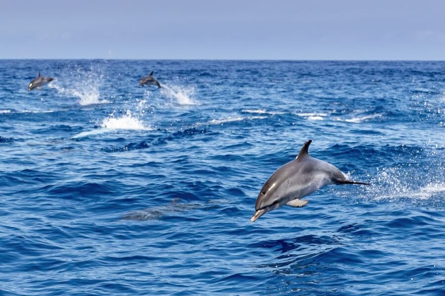 Benalmadena: Dolphin Watching Boat Tour - Where to sit for the best view