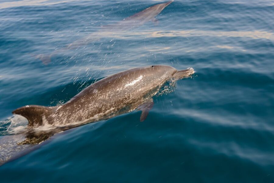 Benalmadena: Dolphin Watching Boat Tour - The optional open-water swim