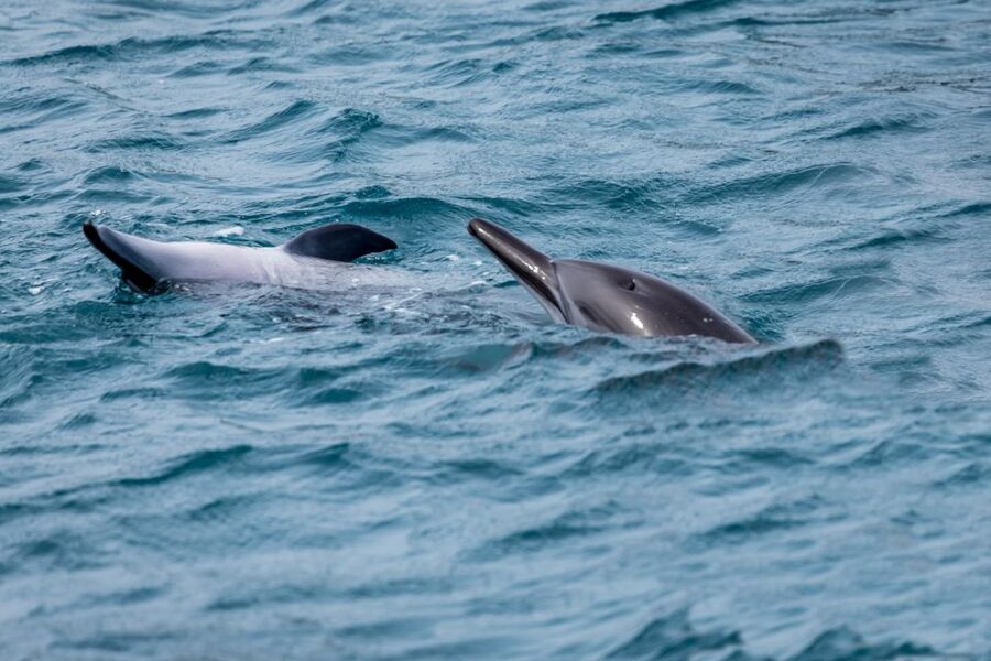 Benalmadena: Dolphin Watching Boat Tour - What to wear and pack