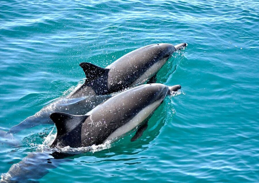 Benalmadena: Private Boat Trip – Dolphins, Drinks & Snacks - Looking for dolphins in the wild