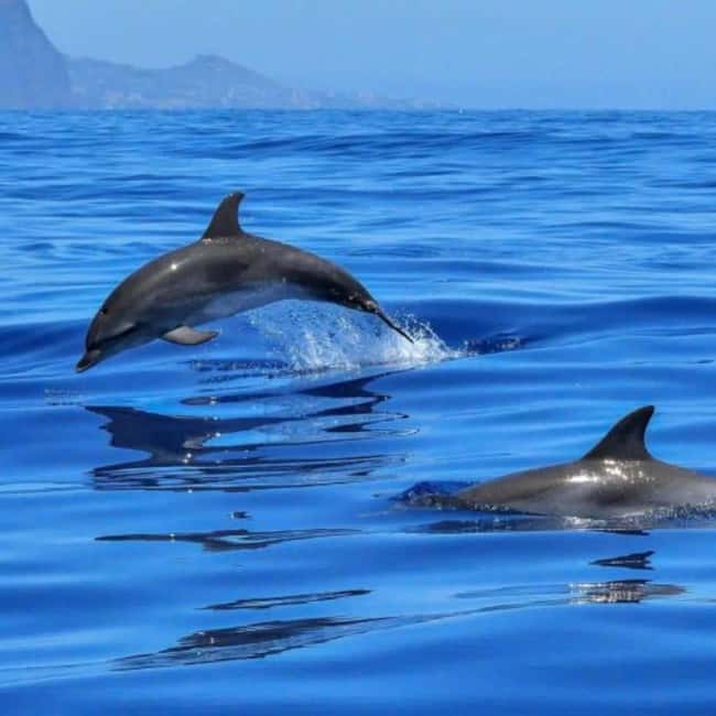 Benalmádena: Sailing & Dolphin Watching with Snacks/Drinks - Key points to know before you go