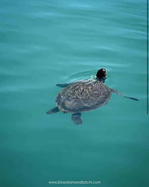 Blue Lagoon Cruise: Waterslide Adventure from Latchi Harbour - Blue Lagoon: one hour for swimming and the waterslide