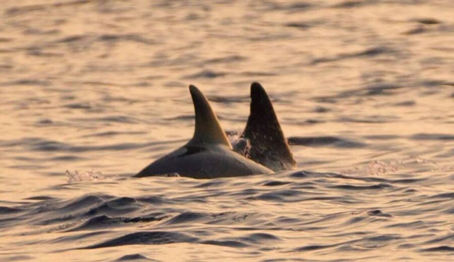 Brijuni Islands: Sunset & Dolphins private boat tour - Leaving Fažana for the Brijuni panorama