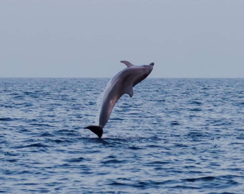 Brijuni Islands: Sunset & Dolphins private boat tour - What past outings reveal about the crew