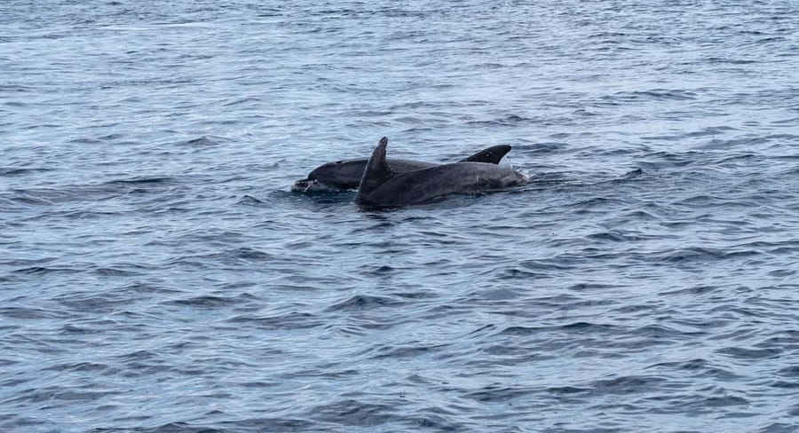 Brijuni Islands: Sunset & Dolphins private boat tour - What the Brijuni Islands view gives you