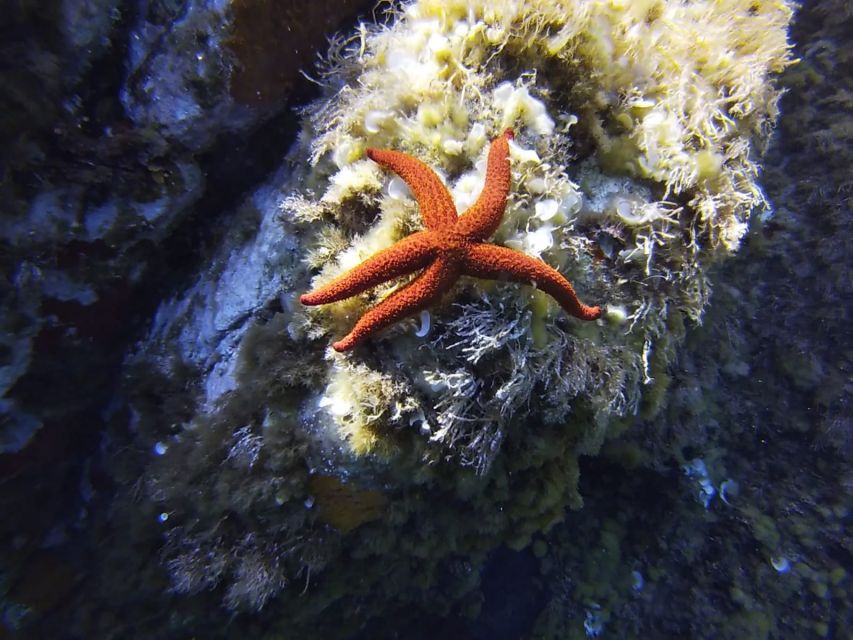 Calvi: Pointe de la Revellata Snorkeling Boat Tour - Why the rocky Revellata coast matters