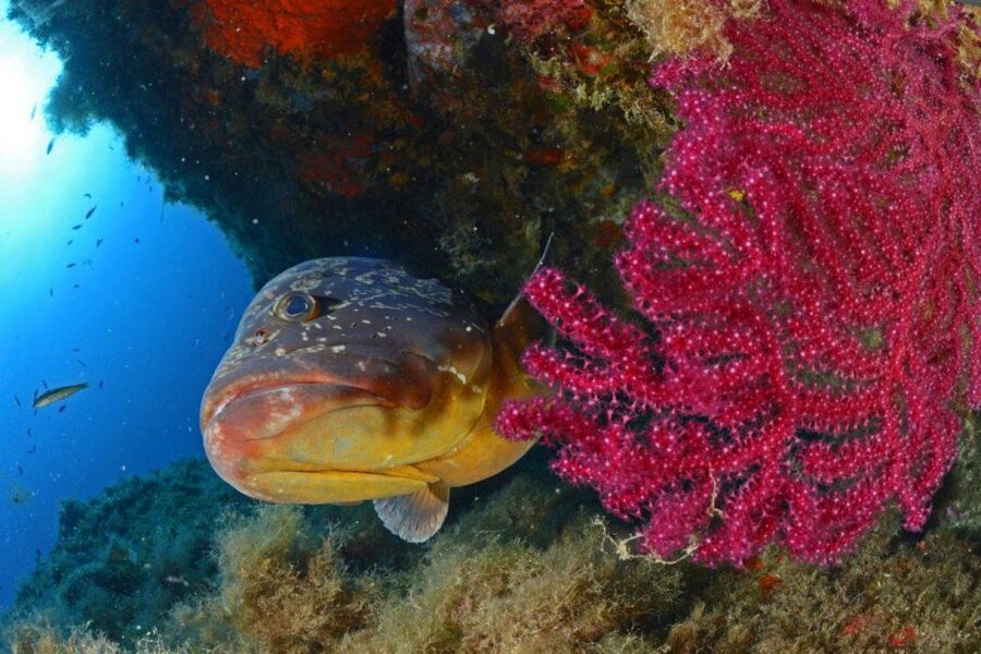 Calvi: Pointe de la Revellata Snorkeling Boat Tour - Who will enjoy this outing most?