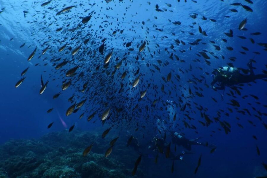 Calvi: Pointe de la Revellata Snorkeling Boat Tour - Should you book the Pointe de la Revellata trip?