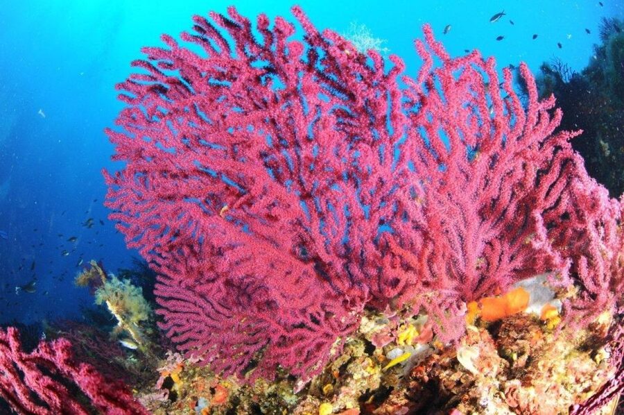 Calvi: Pointe de la Revellata Snorkeling Boat Tour - What happens at the snorkeling site