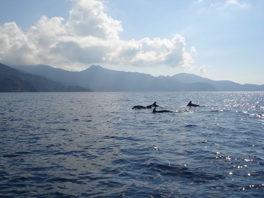 Calvi: Scandola and Piana Guided Boat Tour - Cruising through the Calanches of Piana