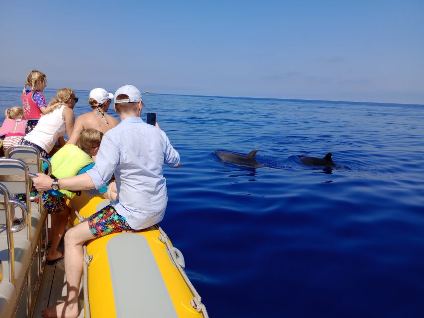 Can Picafort: Dolphin Watching Boat Tour, Swimming stop - Key points to know before booking