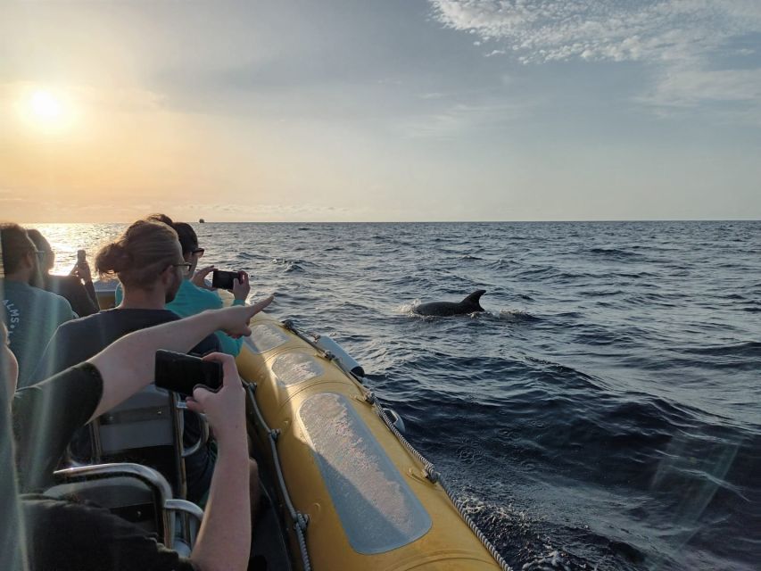 Can Picafort: Dolphin Watching Boat Tour, Swimming stop - How the $82 price compares with the experience