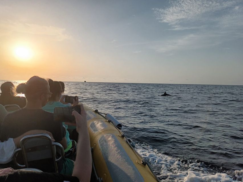 Can Picafort: Dolphin Watching Boat Tour, Swimming stop - The boat ride is the main practical warning