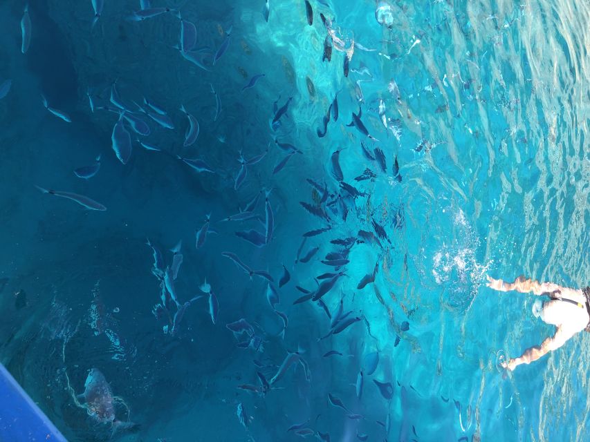 Can Picafort: Dolphin Watching Boat Tour, Swimming stop - Finding wild dolphins with Sebastian or Toni