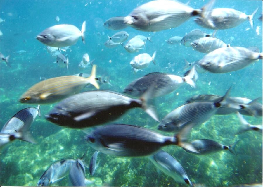 Cap Norfeu: Costa Brava Catamaran Trip with Underwater Views - Why this boat trip works well on the Costa Brava