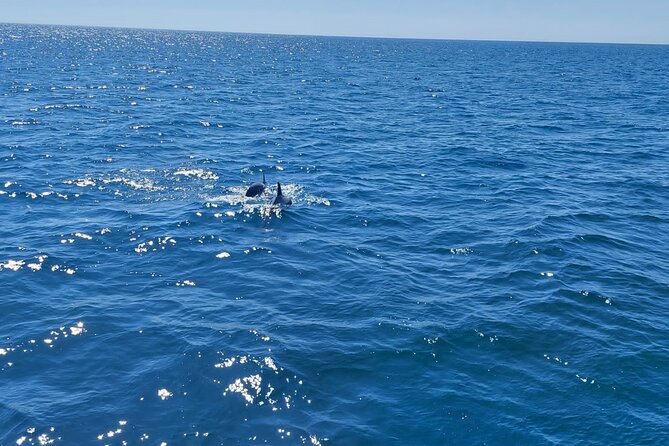 Dolphin trips on a catamaran - A Lagoon Catamaran 380 built for a relaxed outing
