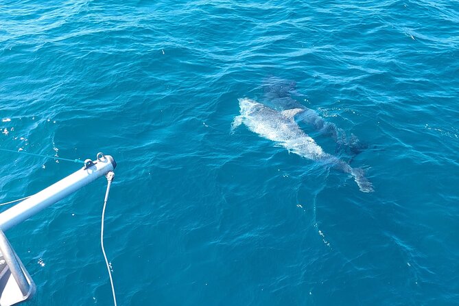 Dolphin trips on a catamaran - Two hours, $42.33, and the value question