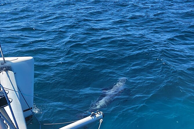 Dolphin trips on a catamaran - Weather can change the plan
