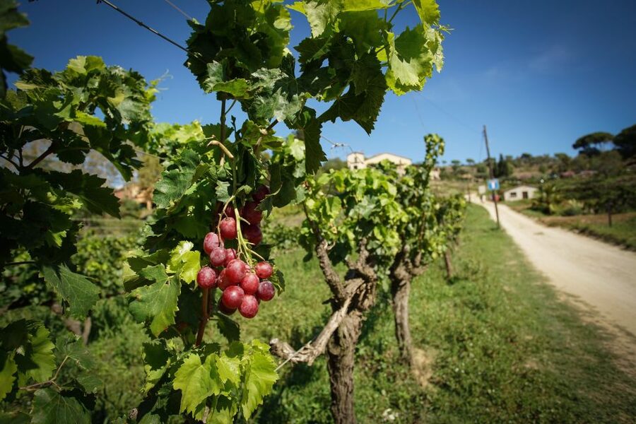 From Barcelona: Sailing and Wine Tasting Experience - Key points at a glance
