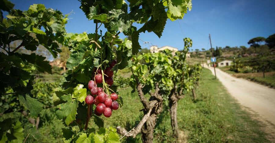 From Barcelona: Sailing and Wine Tasting Experience - How much value do you get for $131?