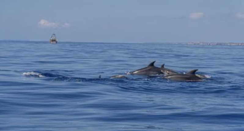 From Can Picafort: Dolphin Watching and Cave Boat Trip - Five things to know before you book