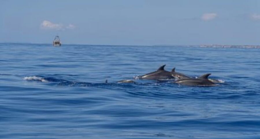 From Can Picafort: Dolphin Watching and Cave Boat Trip - Is $82 a fair price?