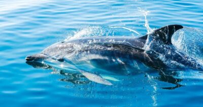 Day trip to Gibraltar and Dolphin Boat Tour