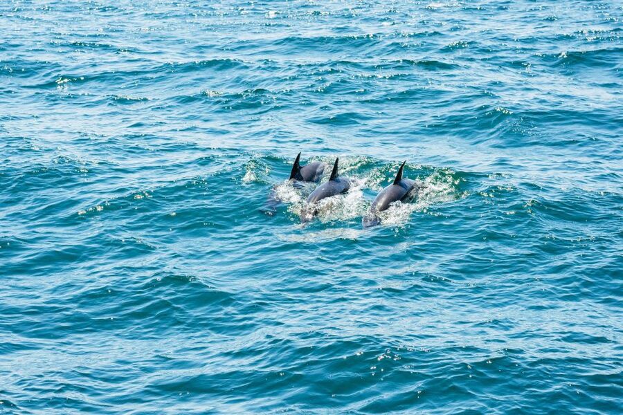 From Malaga: Day trip to Gibraltar and Dolphin Boat Tour - How much Gibraltar can you really see?
