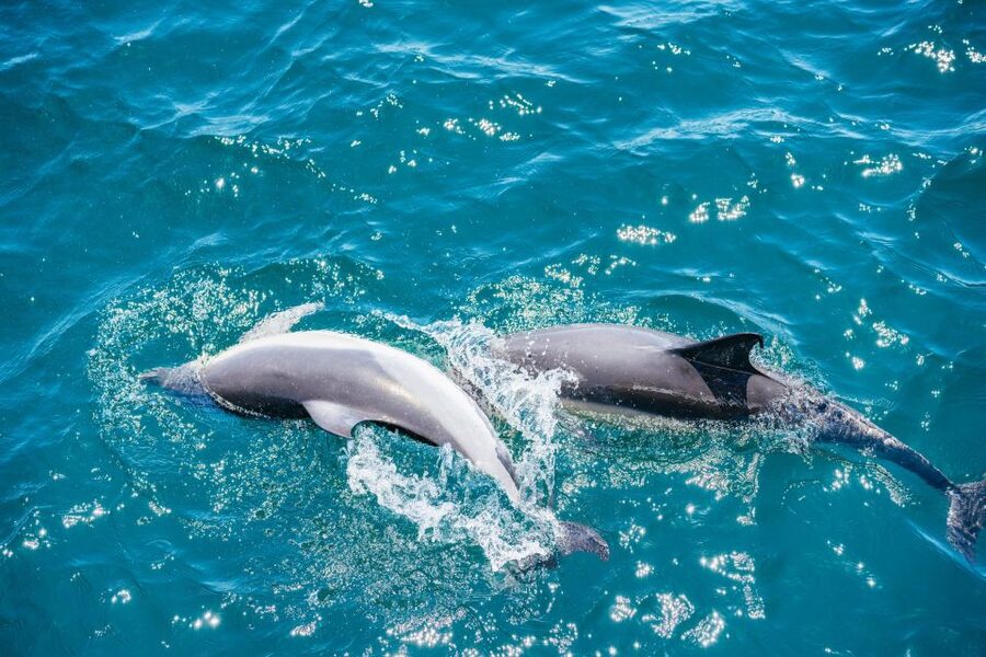 From Malaga: Day trip to Gibraltar and Dolphin Boat Tour - Timing, group pace, and the main drawbacks