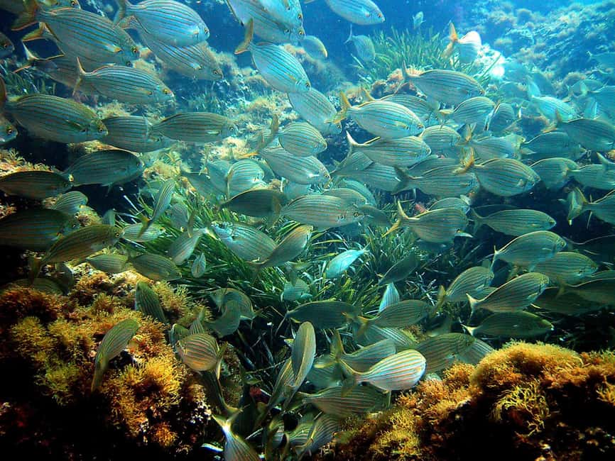From Nice: French Riviera Swimming and Snorkeling Cruise - Snorkeling Without a Formal Guided Tour