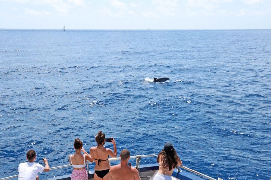 From Paguera: Dolphin Watching Cruise in a Glass-Bottom Boat - Setting out from Playa Tora toward open water