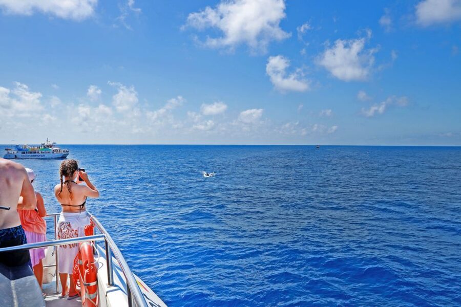 From Paguera: Dolphin Watching Cruise in a Glass-Bottom Boat - What the glass bottom is really like