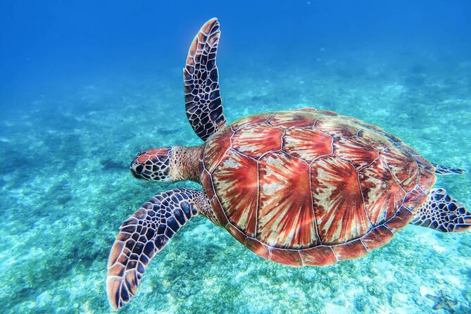 From Protaras: Turtle Cove & Blue Lagoon Cruise - What the boat does well