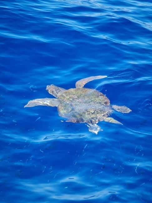 From Sorrento: Capri Boat Tour with Blue Grotto Visit - Who should book this Capri boat tour?