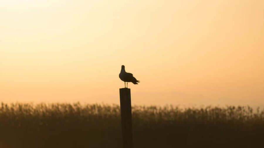 From Valencia: Albufera Natural Park Eco Boat Tour & Sunset - Key points to know before you book