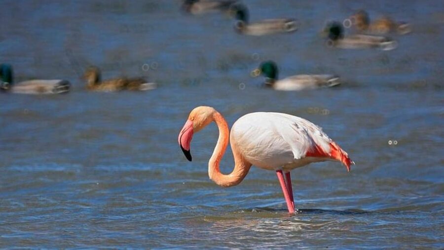 From Valencia: Albufera Natural Park Eco Boat Tour & Sunset - El Palmar connects the lagoon to paella