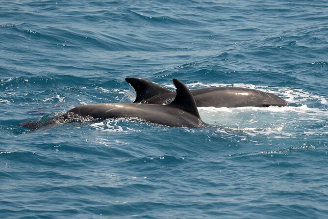 Full Day 3-Island Boat Cruise from Port of Kos - Dolphins Near The Fish Farms