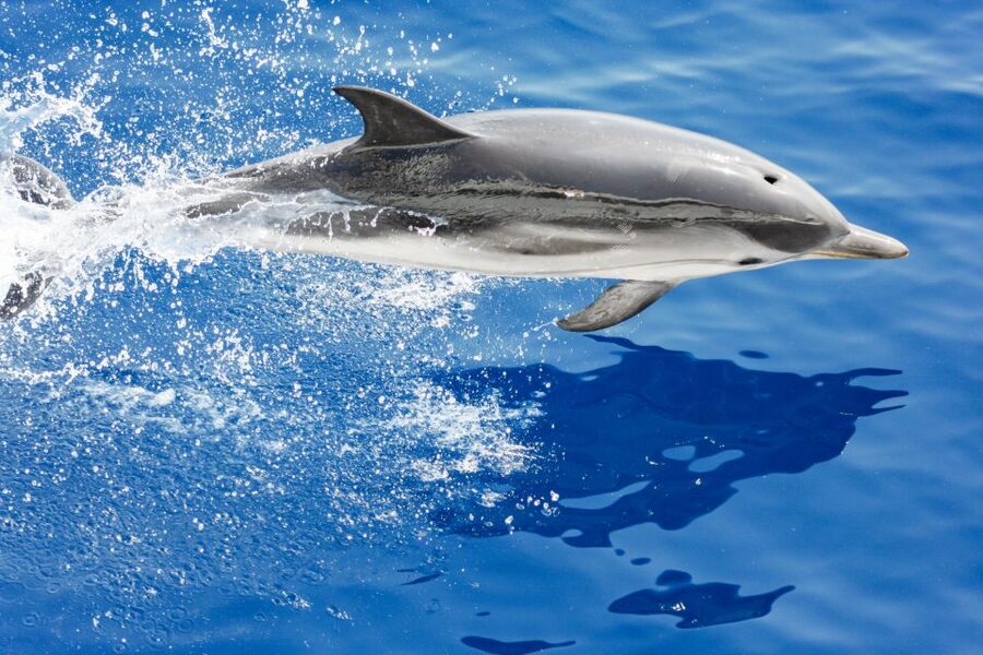 Genoa: Cetacean Watching Cruise with Marine Biologist Guide - Searching for Fin Whales and Sperm Whales